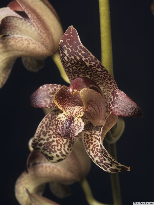 Grammatophyllum Genus