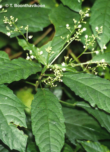 Baliospermum Montanum