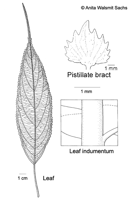 AcalyphaT